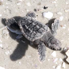 One Loggerhead Turtle’s 30-Year Journey